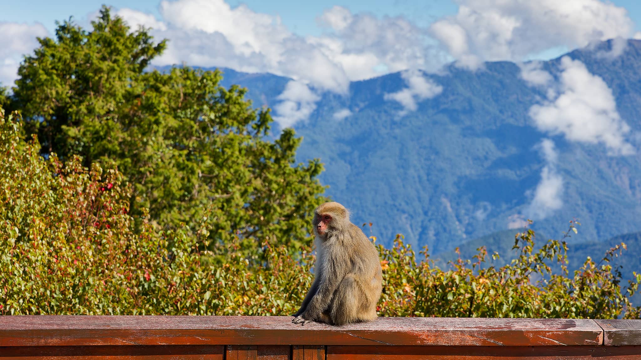 05 - Alishan (30).jpg